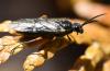 Dolerus puncticollis